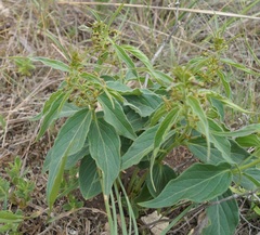 Vincetoxicum schmalhausenii