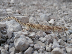 Stenodactylus sthenodactylus