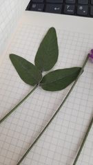 Bituminaria bituminosa