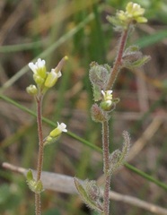 Arabis recta