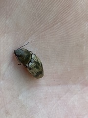 Stropenron hieroglyphica