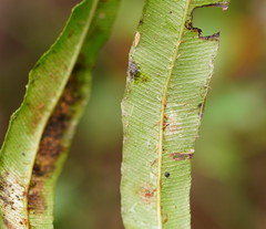 Blechnum minus