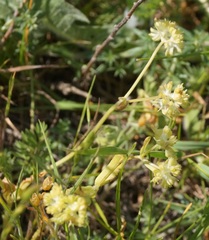 Valerianella carinata