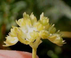 Valerianella carinata