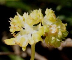 Valerianella carinata