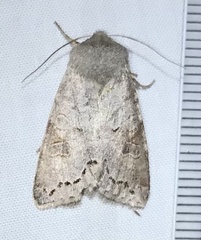 Orthosia revicta