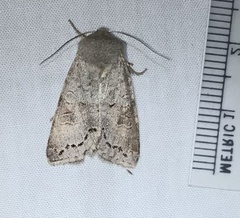 Orthosia revicta