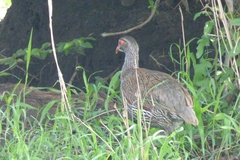 Pternistis rufopictus