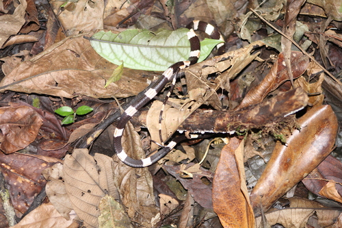 American Snail-eater