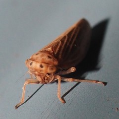 Agallia quadripunctata