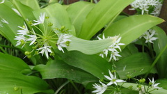 Allium ursinum
