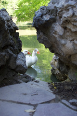 Anser anser domesticus