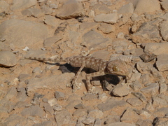 Ptyodactylus guttatus