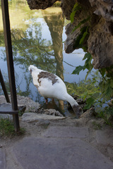 Anser anser domesticus