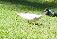Columba livia domestica