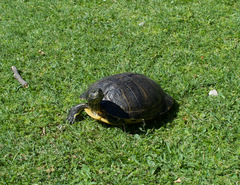 Trachemys scripta