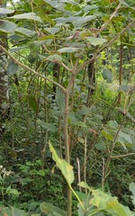 Clerodendrum johnstonii