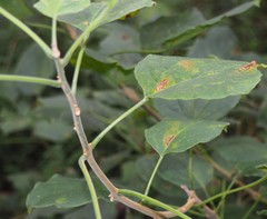 Clerodendrum johnstonii