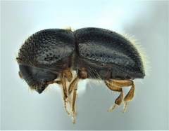 Xylosandrus compactus