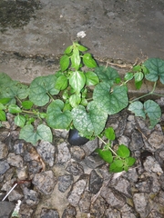 Trichosanthes scabra