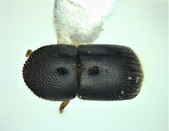 Xylosandrus compactus