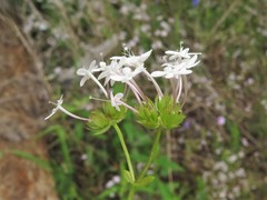 Valerianella ozarkana