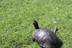 Trachemys scripta