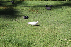 Columba livia domestica