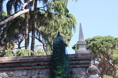 Pavo cristatus