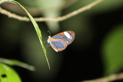 Parva Clearwing