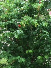 Calliandra tergemina emarginata