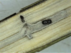 Xylosandrus compactus