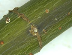 Xylosandrus compactus