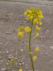 Brassica elongata pinnatifida