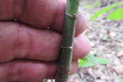 Xylosandrus compactus