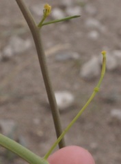 Brassica elongata pinnatifida