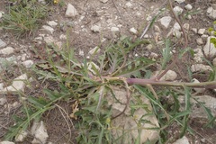 Brassica elongata pinnatifida
