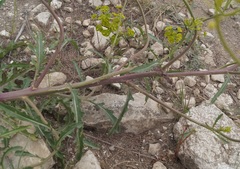 Brassica elongata pinnatifida