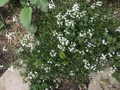 Angiospermae