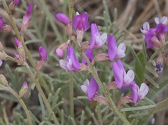 Astragalus tenuifolius