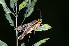 Chamaesphecia empiformis