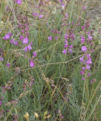 Astragalus tenuifolius