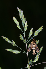 Chamaesphecia empiformis