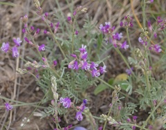 Astragalus tenuifolius
