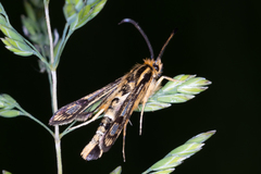 Chamaesphecia empiformis