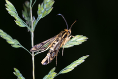 Chamaesphecia empiformis