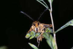 Chamaesphecia empiformis