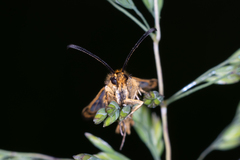 Chamaesphecia empiformis