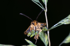 Chamaesphecia empiformis