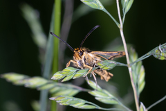 Chamaesphecia empiformis